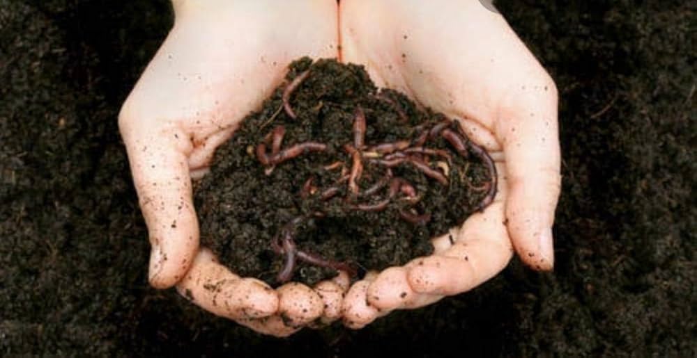 Vermicompost Image